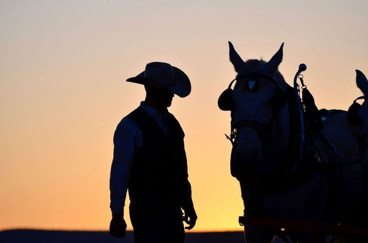 A cowboy and a horse in silhouette at sunset